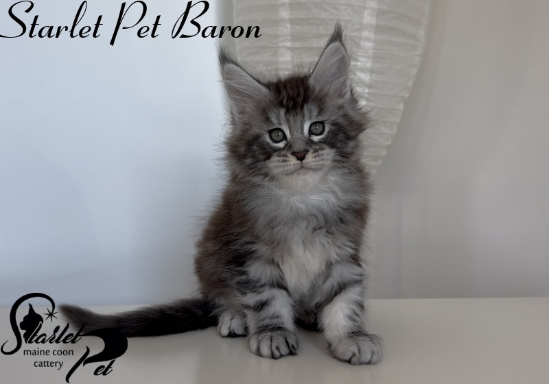 Starlet Pet Baron - Kitten maine-coon 1 month 3 weeks