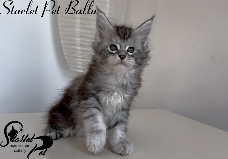 Starlet Pet Ballu - Kitten maine-coon 1 month 3 weeks