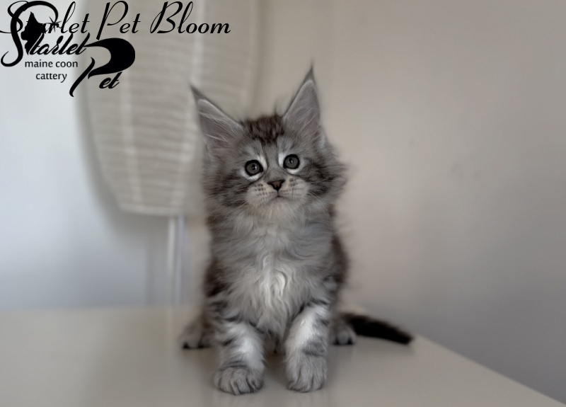 Starlet Pet Bloom - Kitten maine-coon 1 month 3 weeks