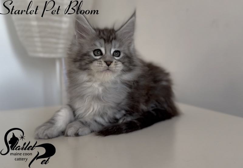 Starlet Pet Bloom - Kitten maine-coon 1 month 3 weeks