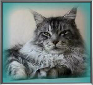 Jaguar Sun Maine Treasures - мейн-кун