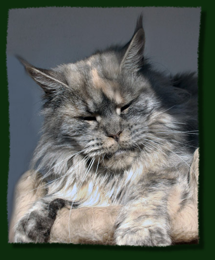 Mainefield's Amelie Poulain - мейн-кун 06.11.2010