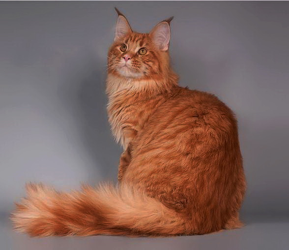 Force of Life Dollar - maine-coon