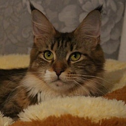 Winner's Home Dolce Vita