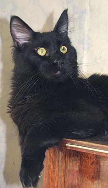 Ace Venture of Perfect Cat - мейн-кун