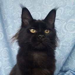 Black Moon Lito-Svit