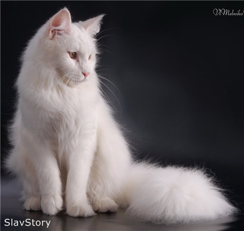 Alabama Slav Story - maine-coon