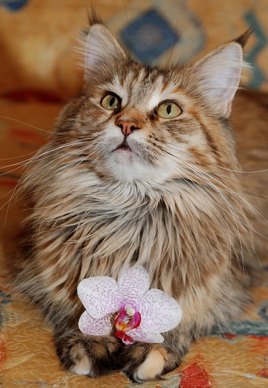 Jutta Achalajeg - maine-coon