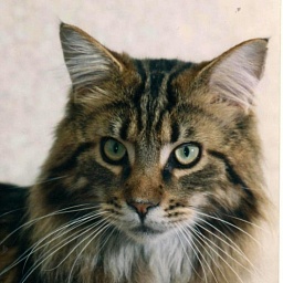 Holiday Jin Ken Koon