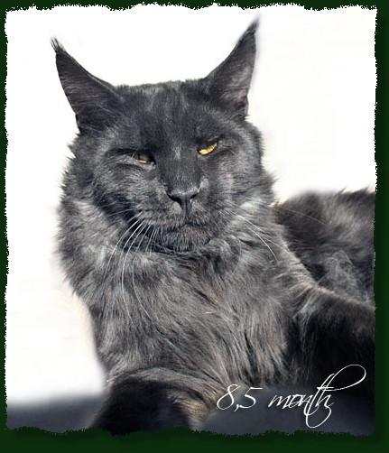 Demmis Roussos Pellumia - maine-coon 10/25/2009