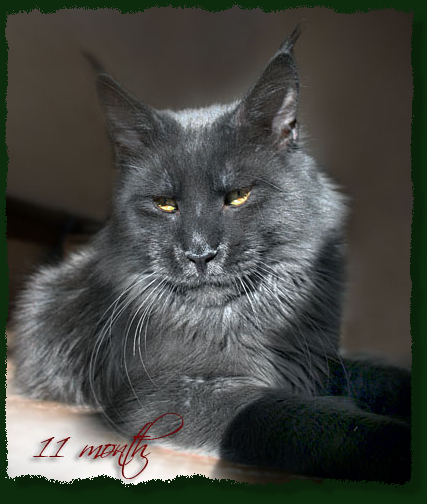 Demmis Roussos Pellumia - maine-coon 01/01/2010