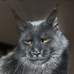 Demmis Roussos Pellumia