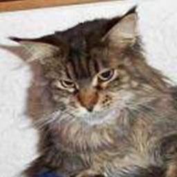 Claddaghcoon American Kisser