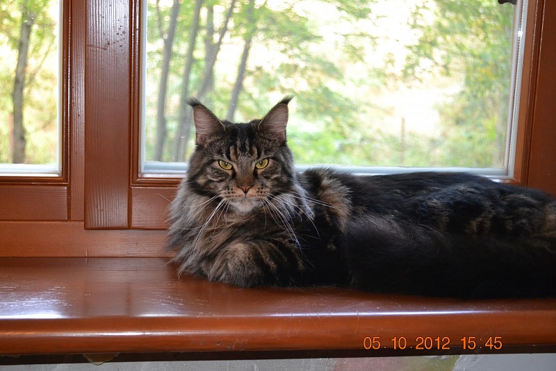 Zelda Fe Tala-Minowis - maine-coon