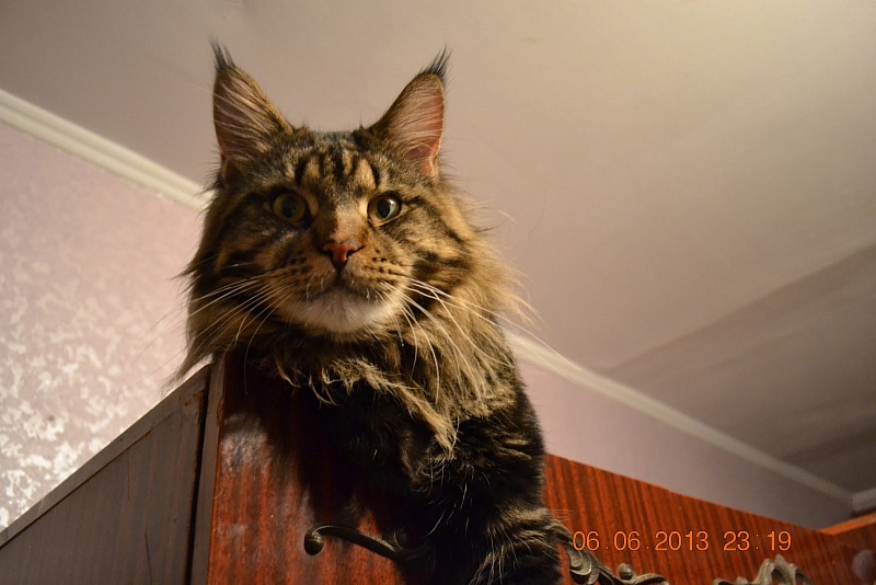 Force of Life Volf - maine-coon