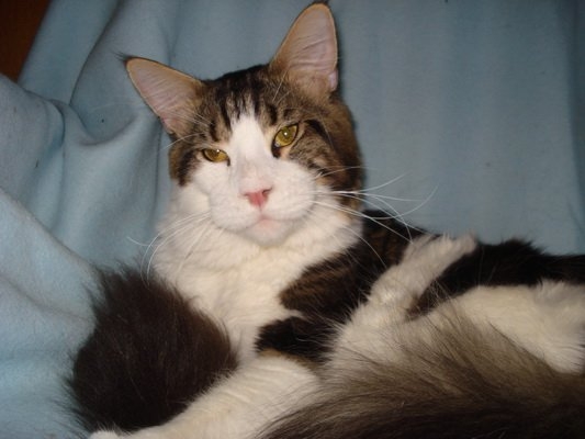 EastWood Gamilton - maine-coon