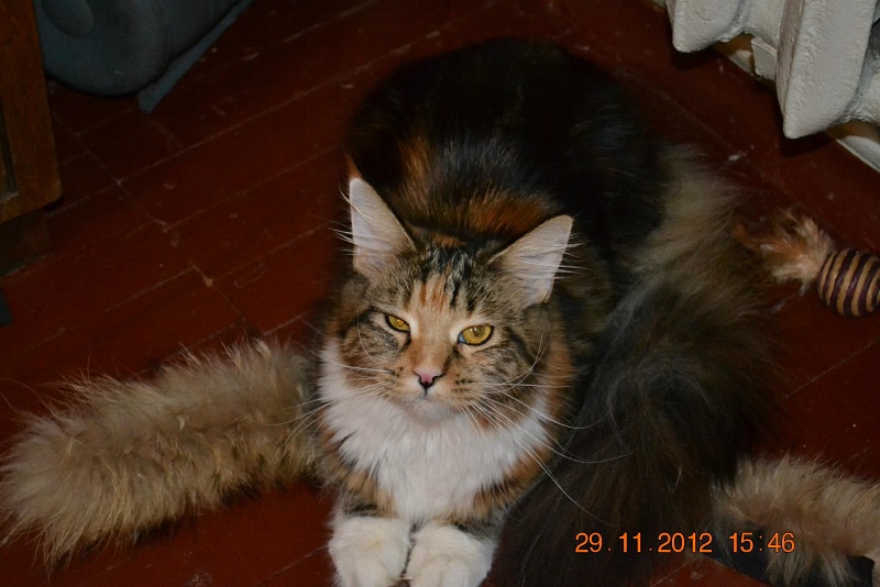 Vesta Lito-Svit - maine-coon